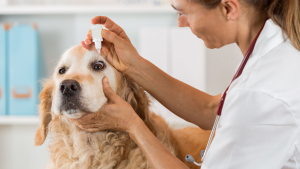 Illustration : "Comment prendre soin des yeux de son chien ou de son chat ?"