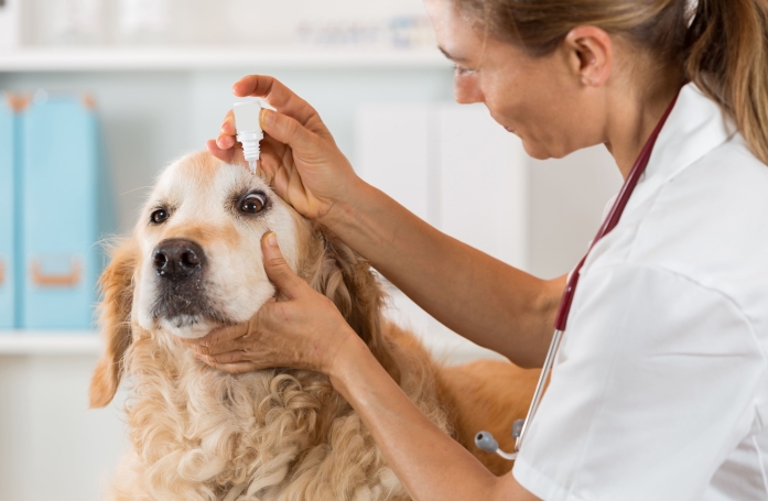 Comment prendre soin des yeux de son chien ou de son chat ?