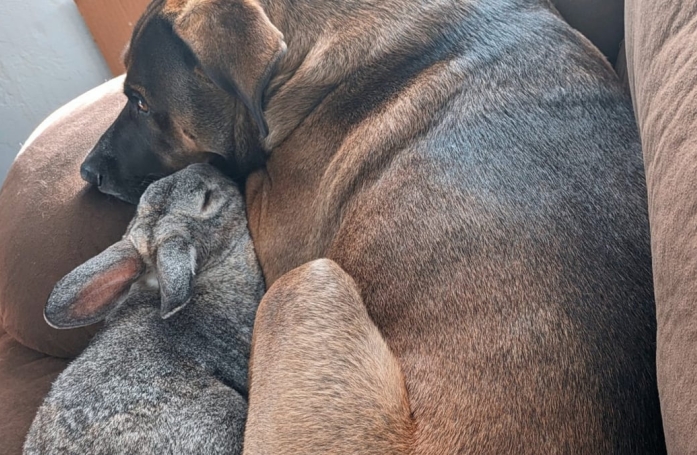 Retrouvé dans la rue puis adopté par ses sauveteurs, ce lapin forme désormais un duo aussi improbable qu’uni avec un chien (vidéo)