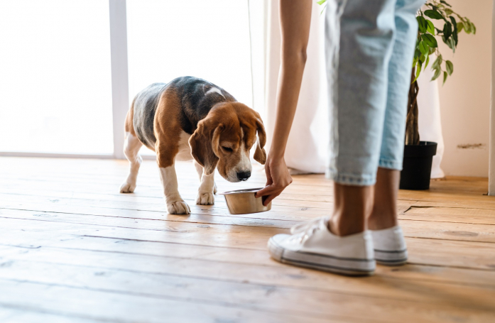 Quelle routine alimentaire mettre en place à l’arrivée de son animal ?