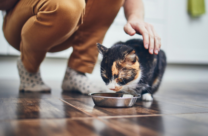 Quels sont les besoins nutritionnels d’un animal adopté en refuge ?