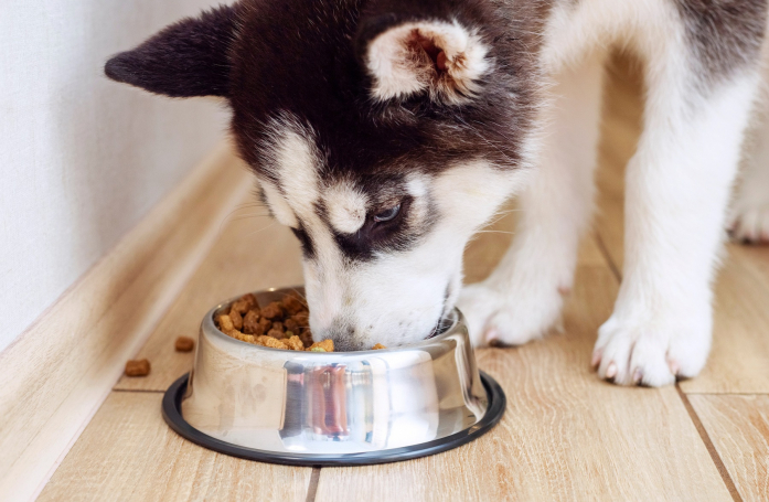 Comment nourrir un chiot adopté en refuge ?