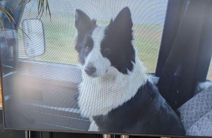 Star du film « L'Amour qu'il nous reste » (« The Love That Remains »), Panda remporte la Palm Dog 2025