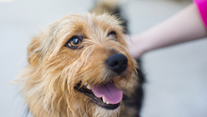 Illustration : "Comment faire don de son animal de manière responsable ?"