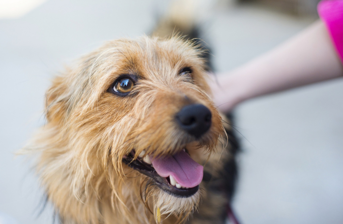 Comment faire don de son animal de manière responsable ?