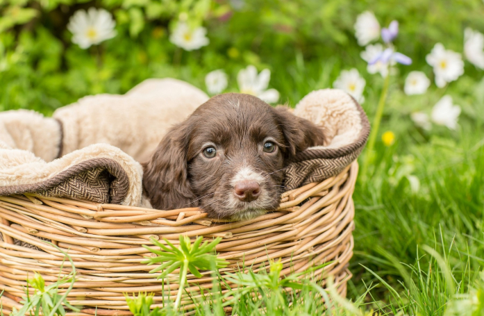 Vers la fin des petites annonces d’animaux à donner contre bons soins ? La Confédération Défense de l’Animal interpelle Leboncoin