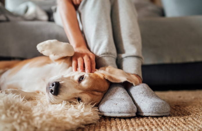 Qu'est-ce que la règle des « 3-3-3 » lors de l’adoption d’un animal ?