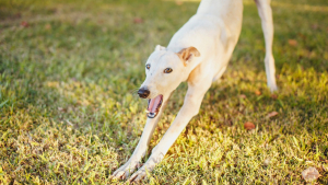 Illustration : "Comment reconnaître les signaux d’apaisement chez son chien ou son chat ?"