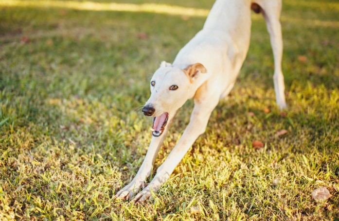 Comment reconnaître les signaux d’apaisement chez son chien ou son chat ?