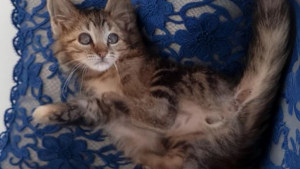 Illustration : "Ce chaton au regard flou, mais au coeur immense, rêve d'une famille aimante qui acceptera sa différence"
