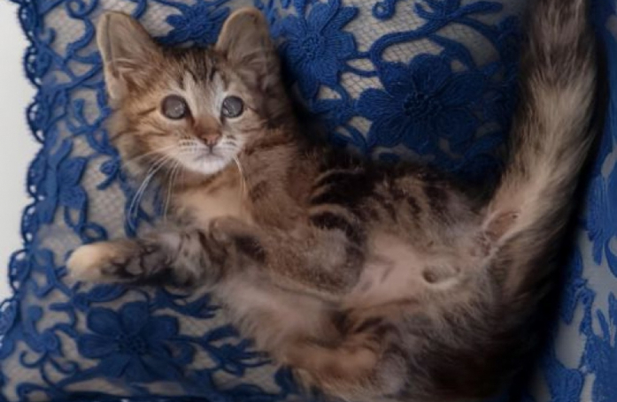 Ce chaton au regard flou, mais au coeur immense, rêve d'une famille aimante qui acceptera sa différence
