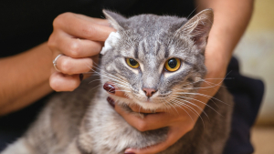 Illustration : "Comment nettoyer les oreilles de son chien ou de son chat ?"