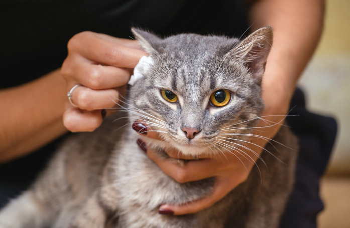 Comment nettoyer les oreilles de son chien ou de son chat ?