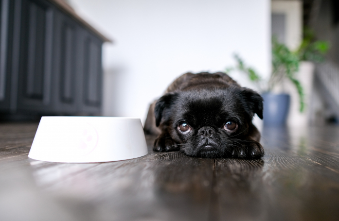 Comment gérer un chien ou un chat adopté qui refuse de se nourrir ?