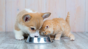 Illustration : "Quels sont les défis nutritionnels spécifiques des chiots et des chatons de refuge ?"