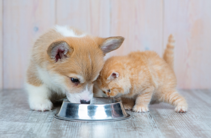 Quels sont les défis nutritionnels spécifiques des chiots et des chatons de refuge ?