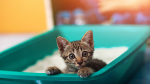 Illustration : "Comment choisir la litière de son chat ?"