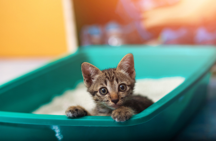 Comment choisir la litière de son chat ?