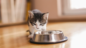 Illustration : "Comment nourrir un chaton adopté en refuge ?"