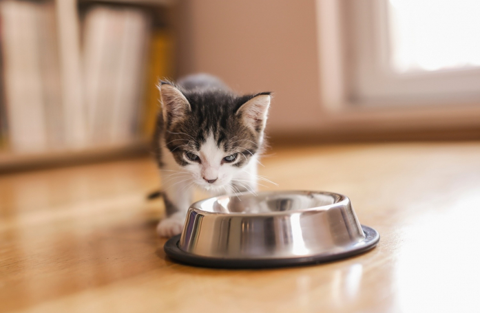 Comment nourrir un chaton adopté en refuge ?