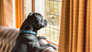 Illustration : "Combien de temps un chien peut-il rester seul ?"