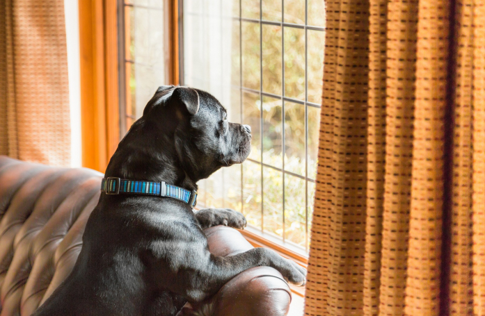 Combien de temps un chien peut-il rester seul ?