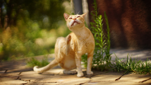 Illustration : "Comment traiter les puces chez son chien ou son chat ?"