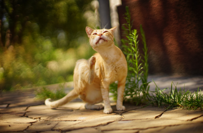 Comment traiter les puces chez son chien ou son chat ?