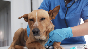 Illustration : "Quelles sont les maladies du chien ?"