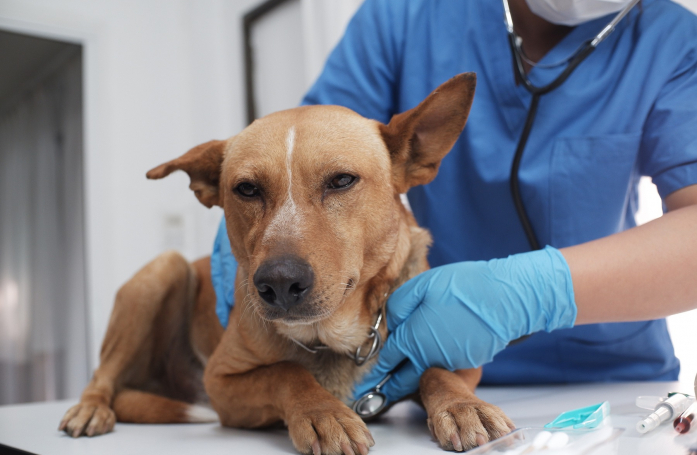 Quelles sont les maladies du chien ?