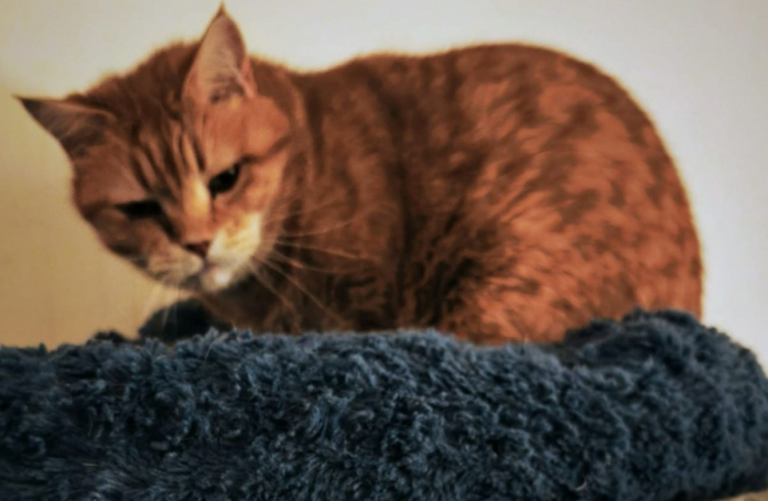  Seul après la disparition de sa propriétaire, ce chat à l'air grognon, mais sociable, cherche une nouvelle famille