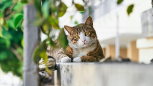 Illustration : "Qu'est-ce qu'un chat libre ?"