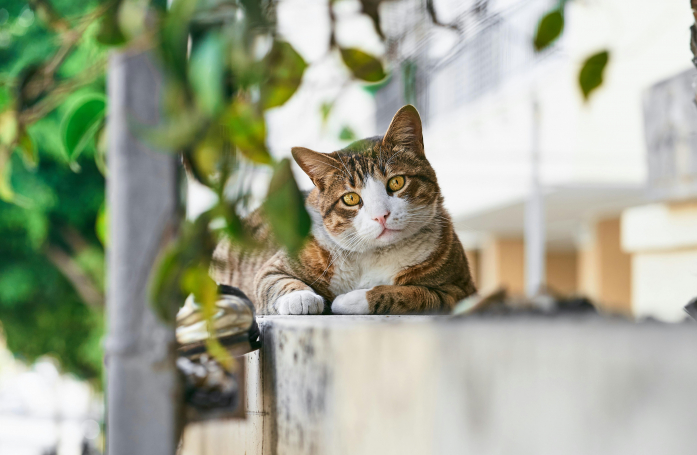 Qu'est-ce qu'un chat libre ?