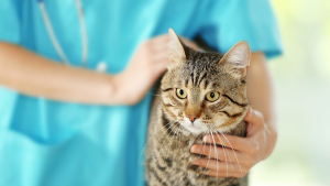 Illustration : "Pourquoi le bilan de santé chez le vétérinaire est-il important pour son animal ?"