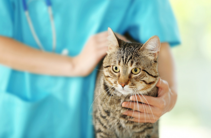 Pourquoi le bilan de santé chez le vétérinaire est-il important pour son animal ?