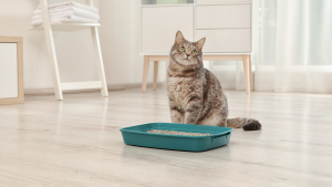 Illustration : "Pourquoi votre chat n'utilise pas sa litière ?"