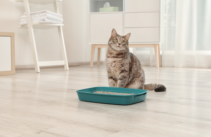 Pourquoi votre chat n'utilise pas sa litière ?