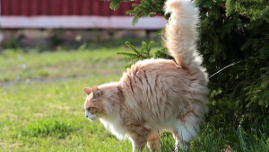 Illustration : "Comment gérer le marquage urinaire de son chat ?"