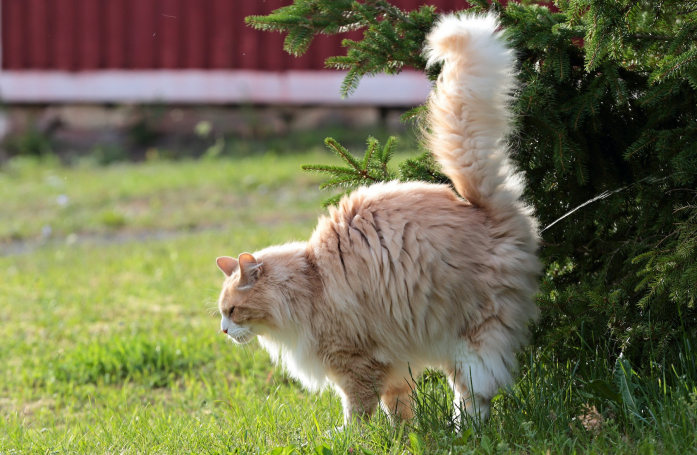 Comment gérer le marquage urinaire de son chat ?