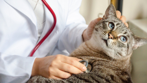 Illustration : "Quelles sont les maladies du chat ?"