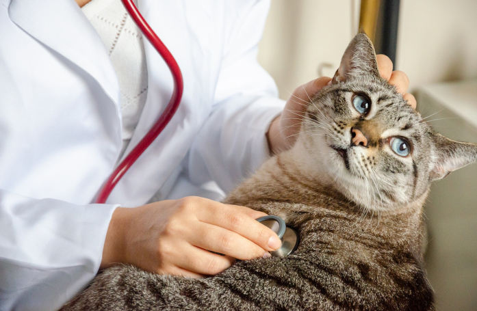 Quelles sont les maladies du chat ?