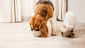 Illustration : "Comment gérer un chien ou un chat qui mange trop vite ?"