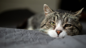 Illustration : "Comment reconnaître la douleur chez son chat ou son chien ?"