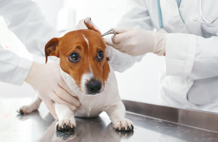 Comment gérer un animal qui a peur du vétérinaire ?