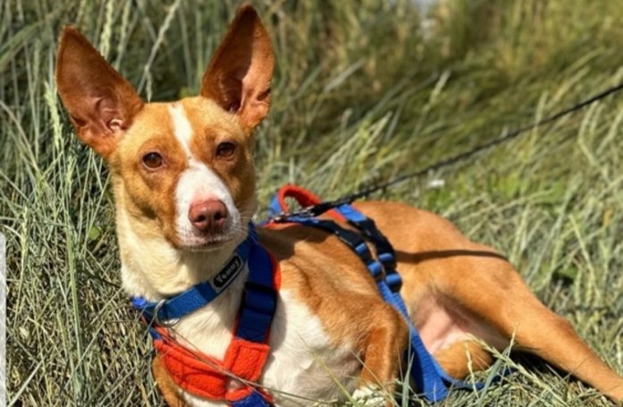 Ignoré de tous quand il errait dans la rue, ce gentil chien espère trouver l'amour et connaître le bonheur de la vie de famille