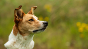 Illustration : "Quelles sont les différences entre un chien croisé et de pure race ?"