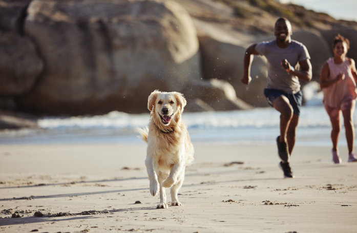 Comment préparer les vacances avec son animal ?