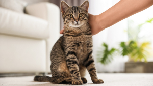 Illustration : "Comment garder son chat ou son chien en bonne santé ?"