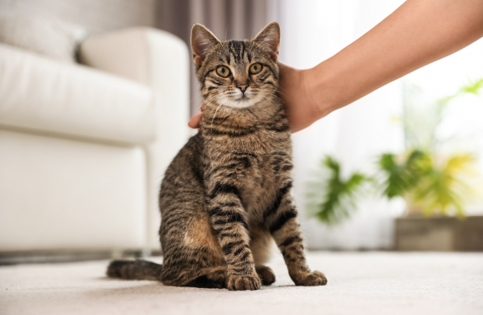 Comment garder son chat ou son chien en bonne santé ?