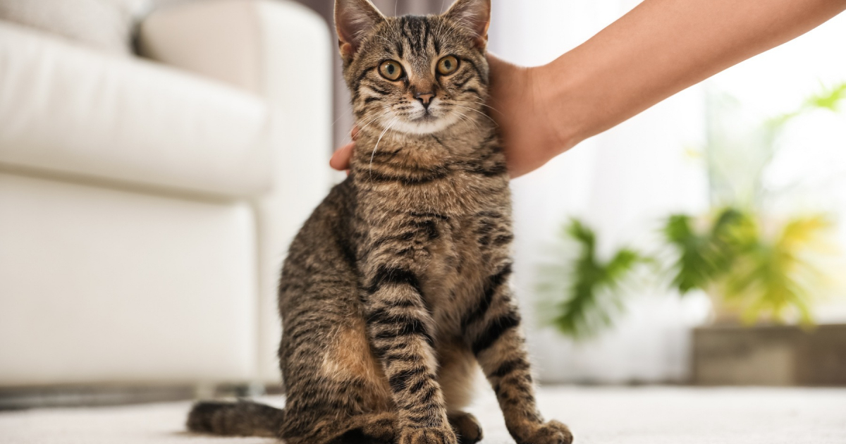 Complément Santé Pour Chat Marukan AIM30 - 15 Bouteilles De 3,2 G - Bonite, Acides Aminés